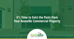 Evict the Pests Roseville