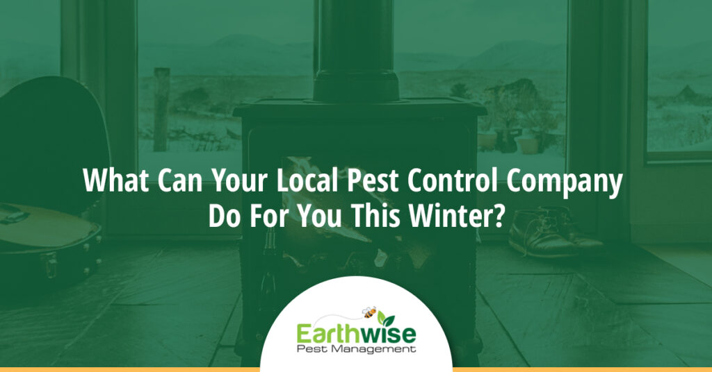 pest control this winter