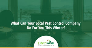 pest control this winter