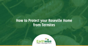Protect your Roseville Home from Termites