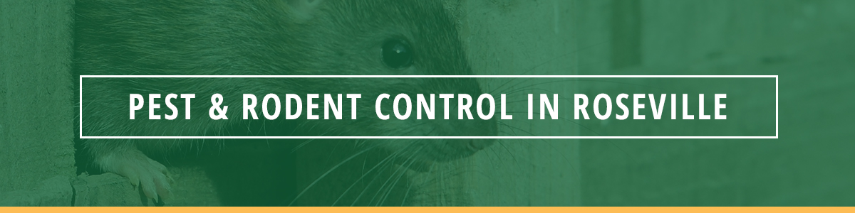 pest and rodent control in roseville