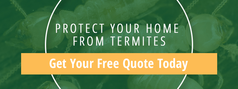 Termite Protection 