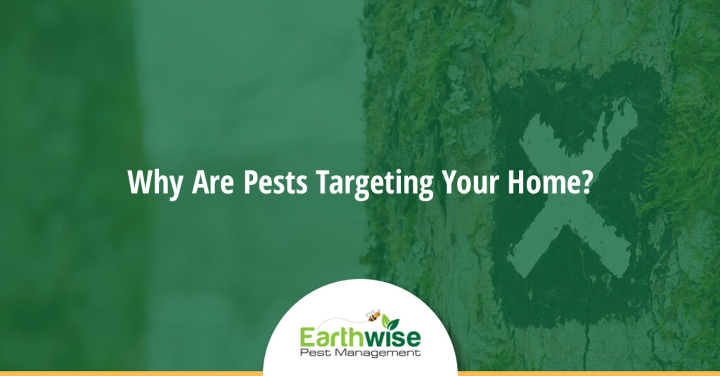 Why Are Pests Targeting Your Home