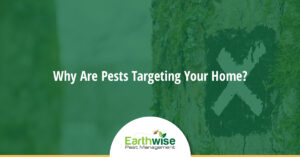 Why Are Pests Targeting Your Home