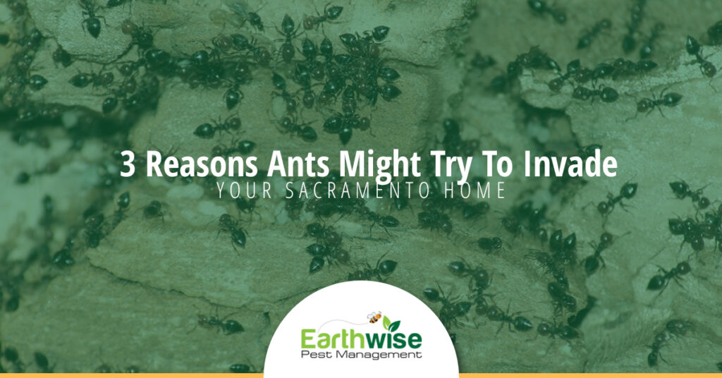3 Reasons ants might try to invade your Sacramento home