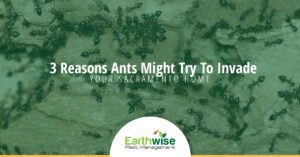 3 Reasons ants might try to invade your Sacramento home