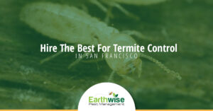 Hire the best for termite control in san francisco