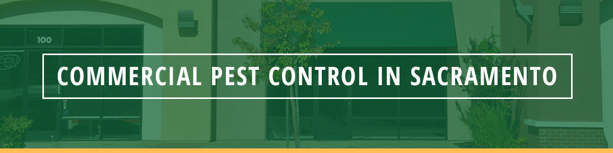Commercial Pest Control in Sacramento