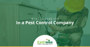 What To Look For In A Pest Control Company