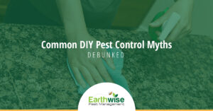 Common DIY Pest Control Myths Debunked