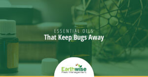 Essential Oils That Keep Bugs Away