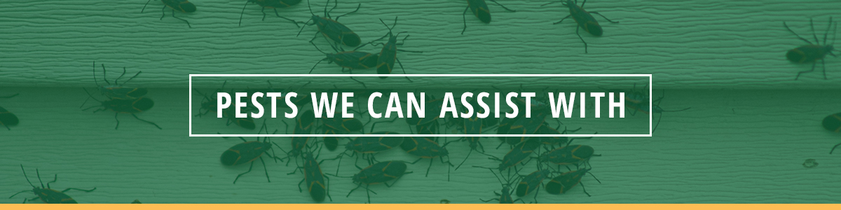 pests we can assist with