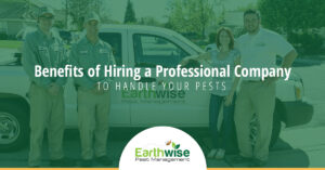 Benefits of Hiring a Professional Company to Handle Your Pests