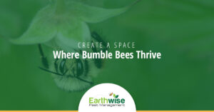 Create a Space Where Bumble Bees Thrive
