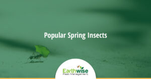 Popular Spring Insects