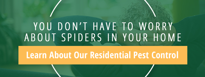 Spiders in your home