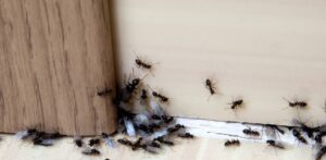 Ant Control for your commercial business in sacramento