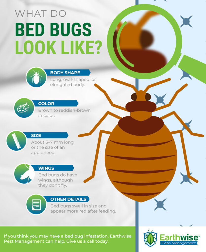 Pest Control Sacramento A Guide To Bed Bugs