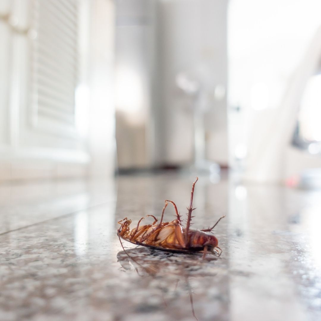 a dead cockroach on a tile floor in a home