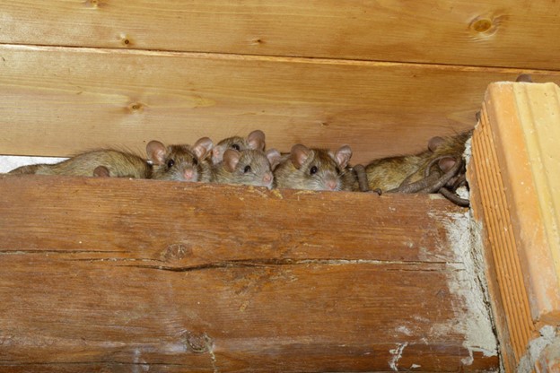 Rodent infestation