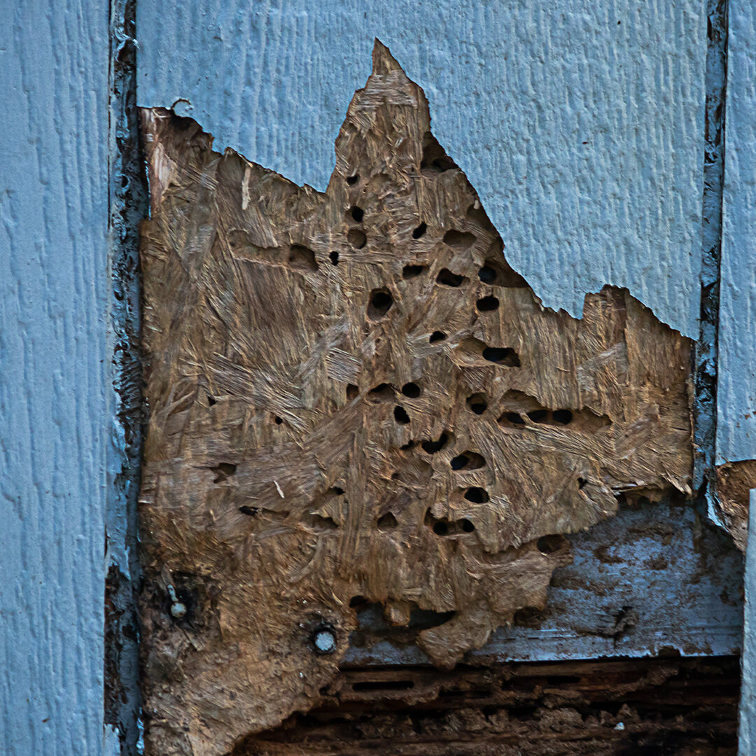 A wall that has sustained termite damage