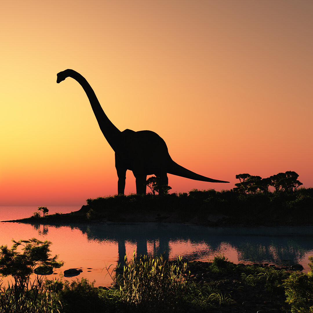 A lon necked dinosaur with a sunset backdrop