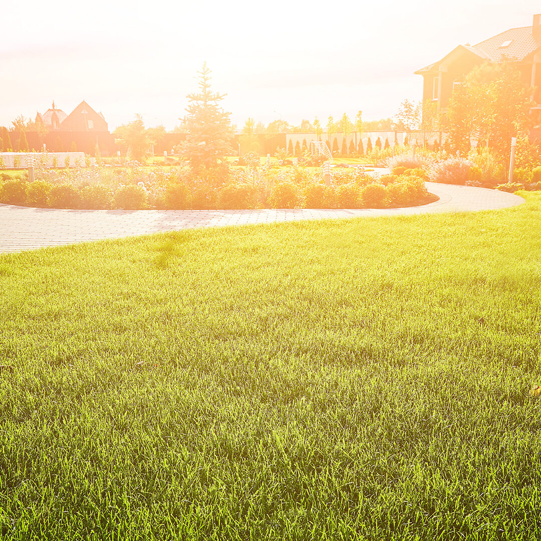 Sun shining down on a grassy backyard