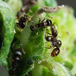 Ant Extermination PB Ants Pic 2