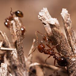 Ant Extermination PB Ants Pic 3