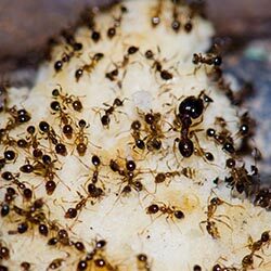 Ant Extermination PB Ants Pic 4