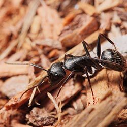 Ant Extermination PB Ants Pic 5