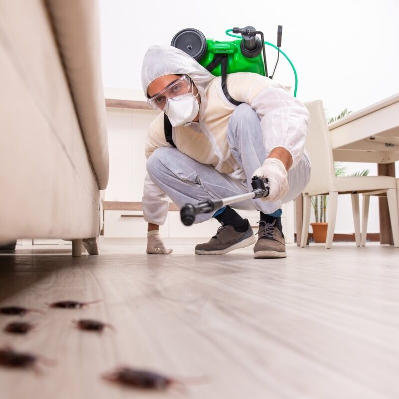 Pest exterminator looking at a family of cockroaches underneath a couch.